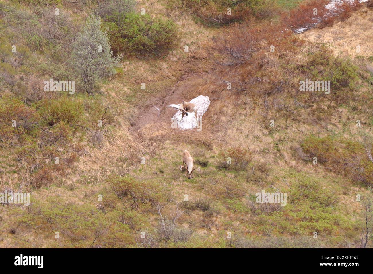 Parco Nazionale di Denali Foto Stock