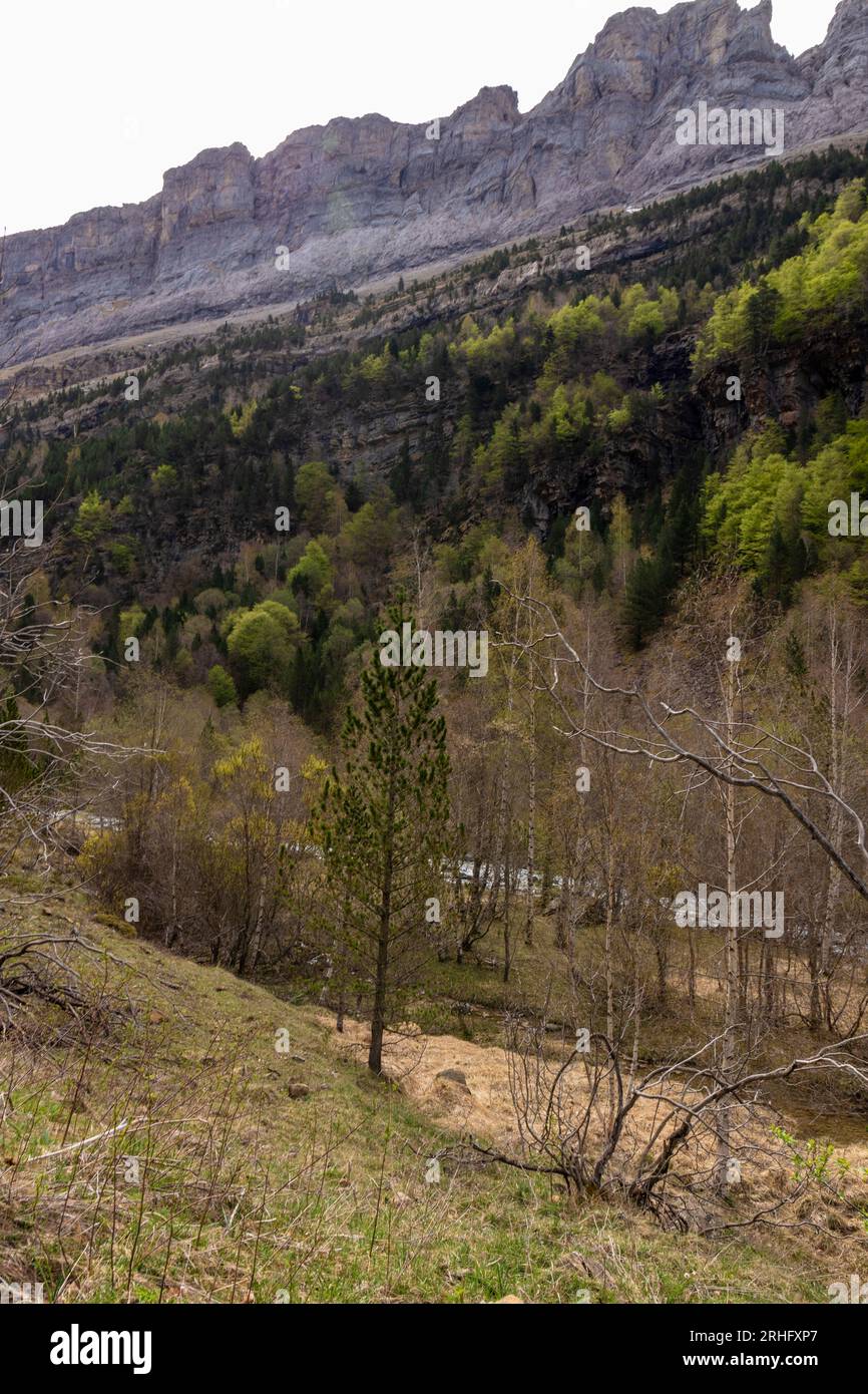 Alberi maestosi e sereni canyon dipingere un panorama mozzafiato nel Parco Nazionale di Ordesa Foto Stock