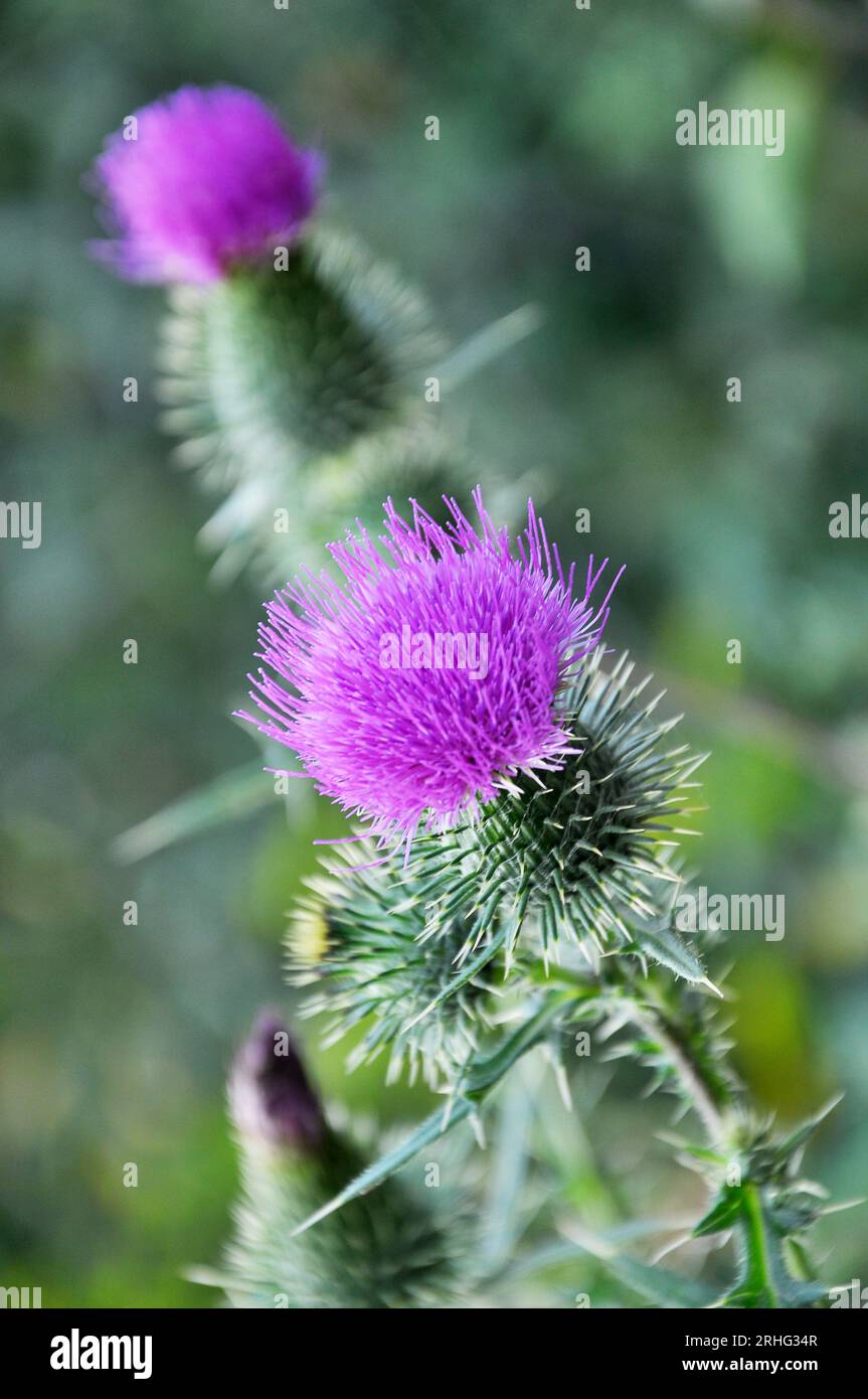 Nel prato di erbe selvatiche fiorisce il cardo (Carduus) . Foto Stock