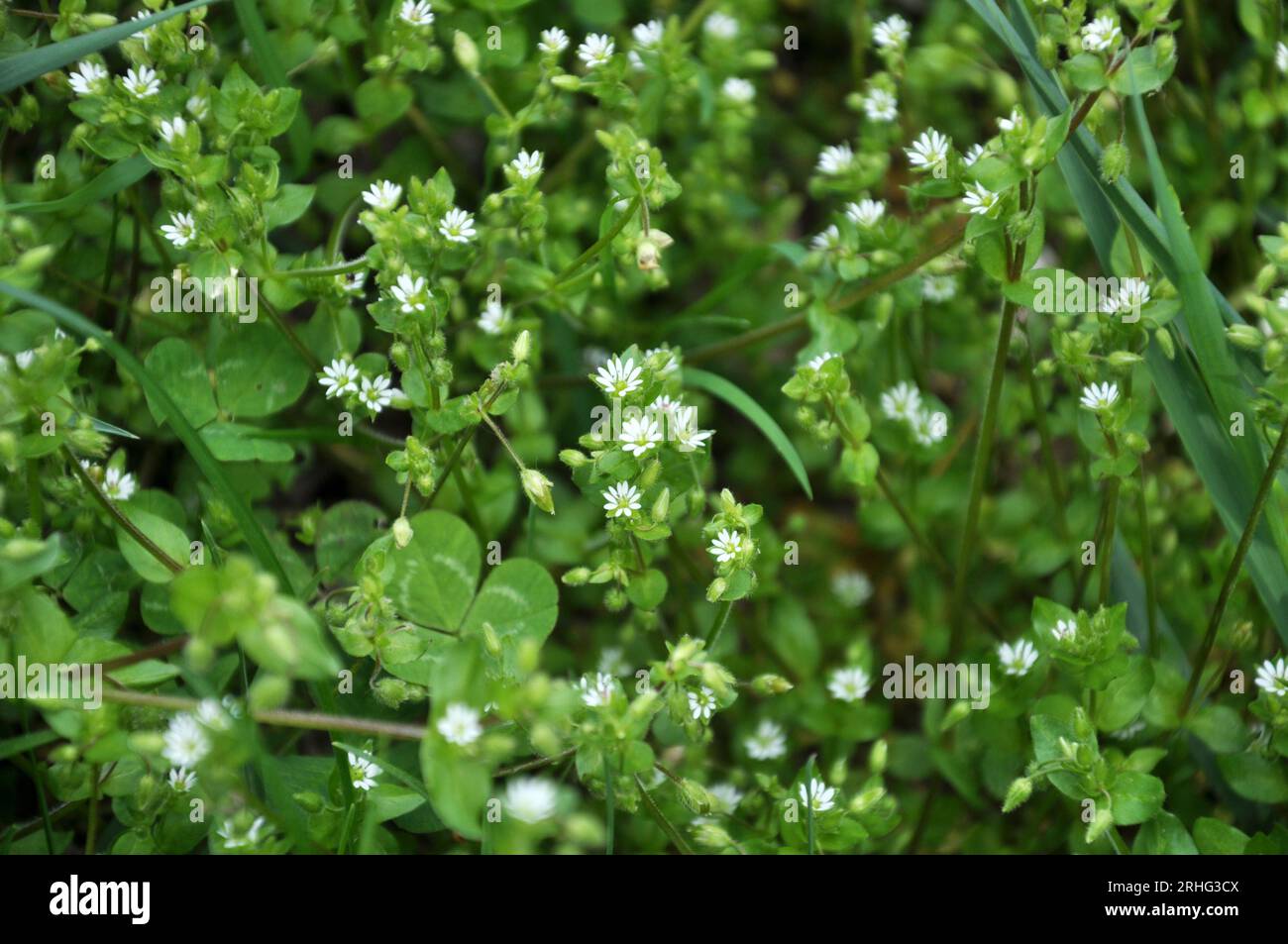 In primavera, Stellaria media cresce in natura Foto Stock