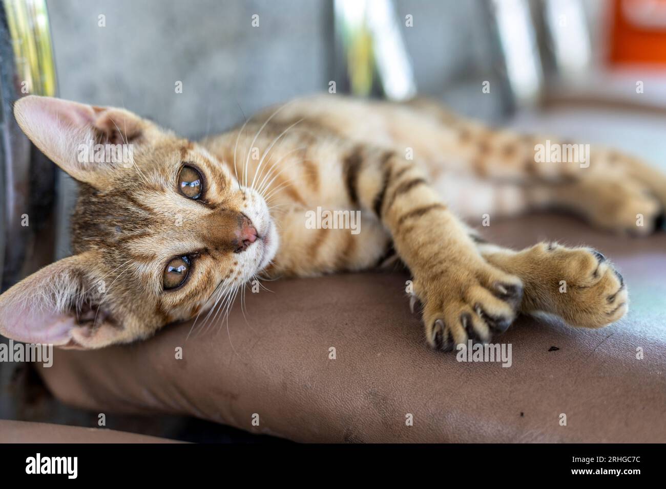 Gattino randagio senzatetto appoggiato su una sedia Foto Stock