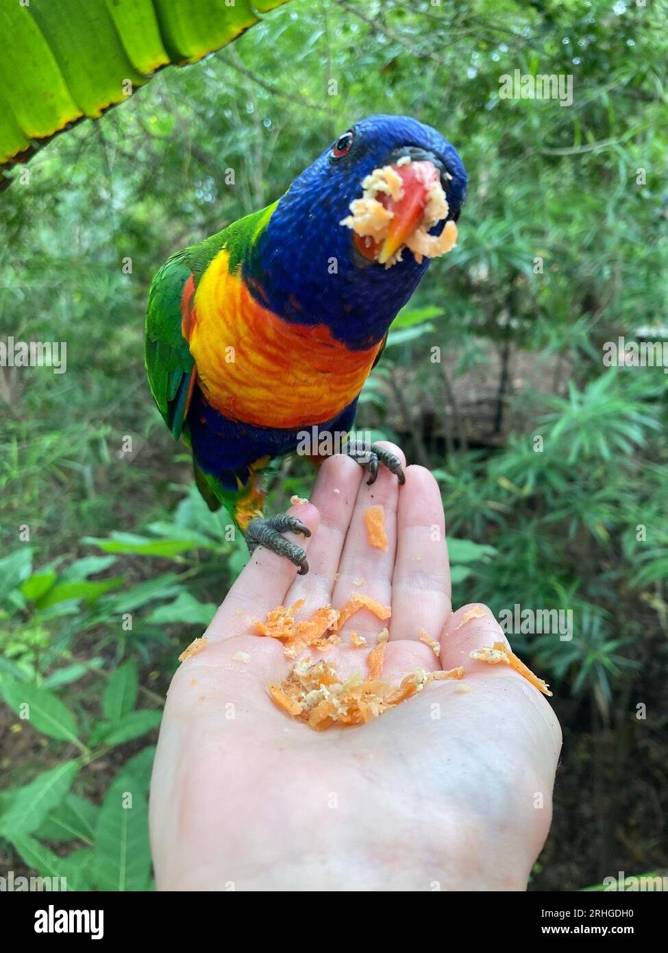 primo piano di un lorikeet arcobaleno (trichoglossus moluccanus), pappagallo australiano nativo, seduto su una mano di persone su un'isola magnetica, queensland, aus Foto Stock