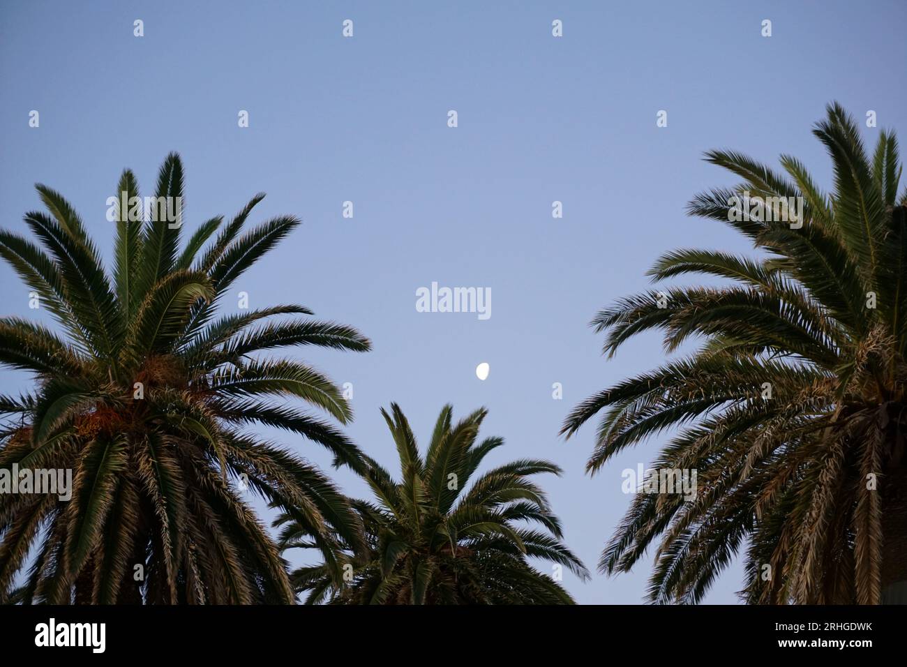 Foglie di palme viste su un cielo blu con la luna sullo sfondo a St Kilda, Melbourne, Victoria, Australia Foto Stock