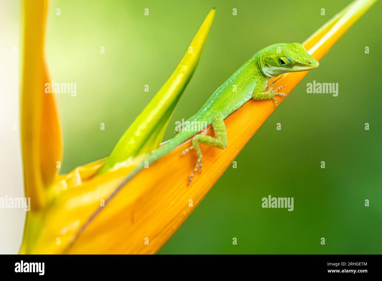 Lucertola anole verde (Anolis carolinensis) su una pianta di heliconia arancione brillante (heliconia latispatha) a Jacksonville, Florida. (USA) Foto Stock