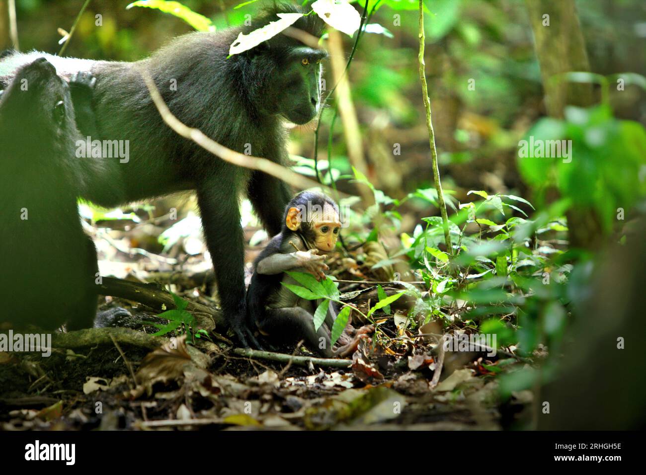 Una femmina di macaco a cresta nera di Sulawesi (Macaca nigra) si sta prendendo cura di un bambino nella foresta di Tangkoko, Sulawesi settentrionale, Indonesia. Un rapporto di un team di scienziati guidati da Marine Joly ha rivelato che la temperatura sta aumentando nella foresta di Tangkoko e che l'abbondanza complessiva di frutta è diminuita. "Tra il 2012 e il 2020, le temperature sono aumentate fino a 0,2 gradi Celsius all'anno nella foresta e l'abbondanza complessiva di frutta è diminuita dell'1% all'anno", hanno scritto sull'International Journal of Primatology nel luglio 2023. "In un futuro più caldo, essi (primati) dovrebbero adattarsi, riposare e rimanere nel ... Foto Stock