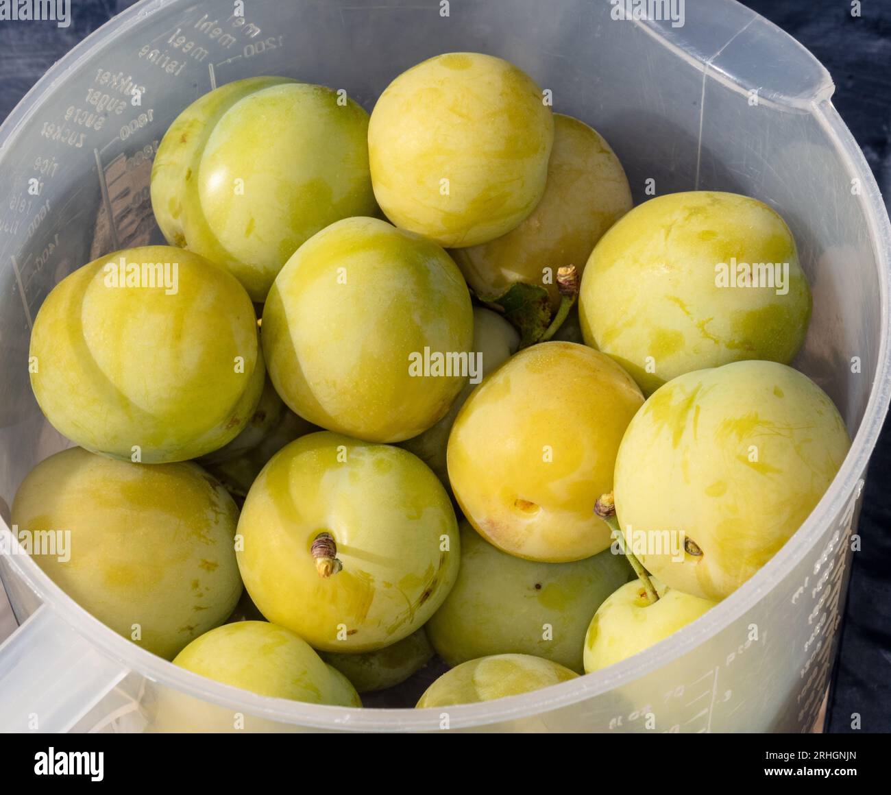 "Reine Claude d'Oullins" Greengage, Plommon (Prunus domestica) Foto Stock