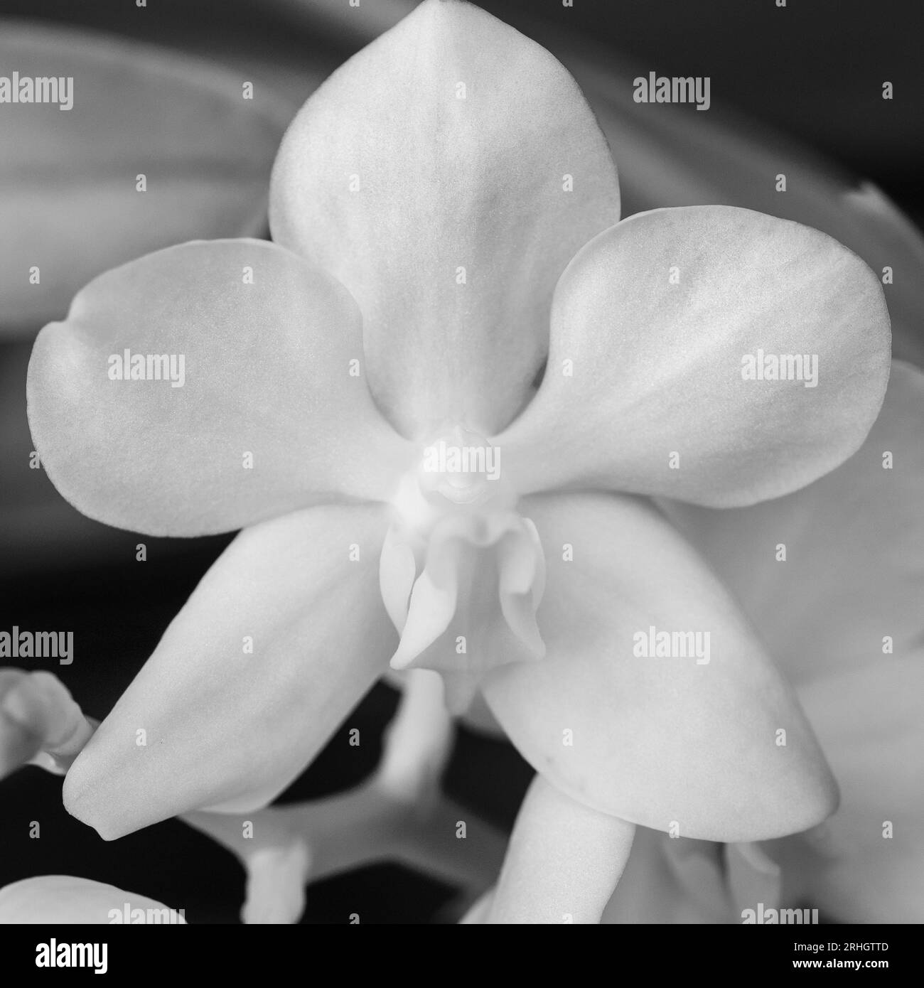 Primo piano dei fiori di Orchidea Vanda bianca in monocromo Foto Stock