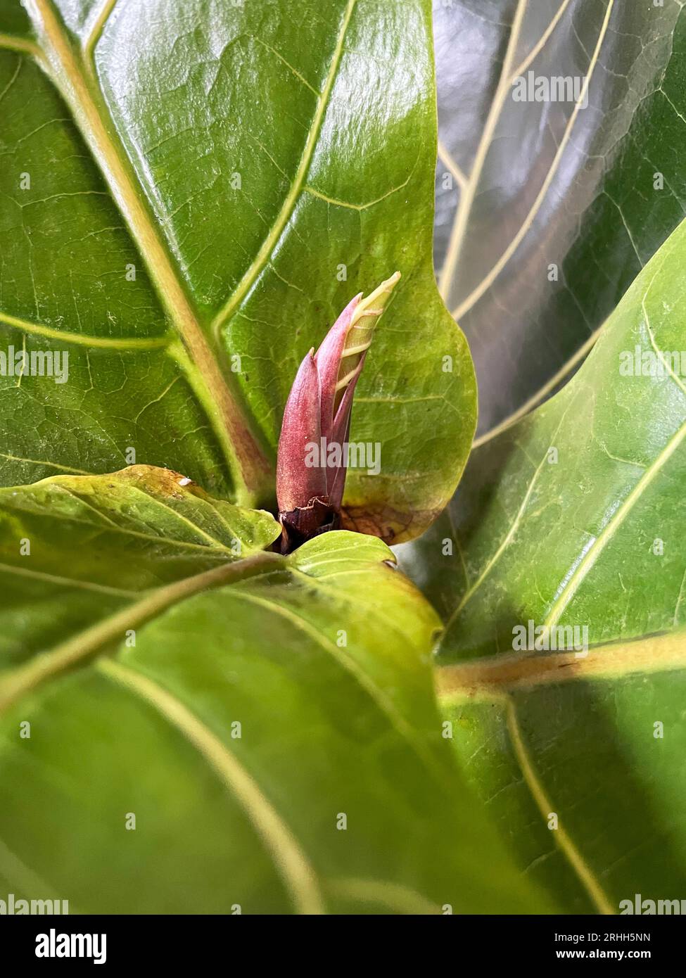 Ficus lyrata primo piano. Foglie di albero di foglie di violino. Nuova gemma verde fresca che cresce dal fico. Impianto domestico Foto Stock