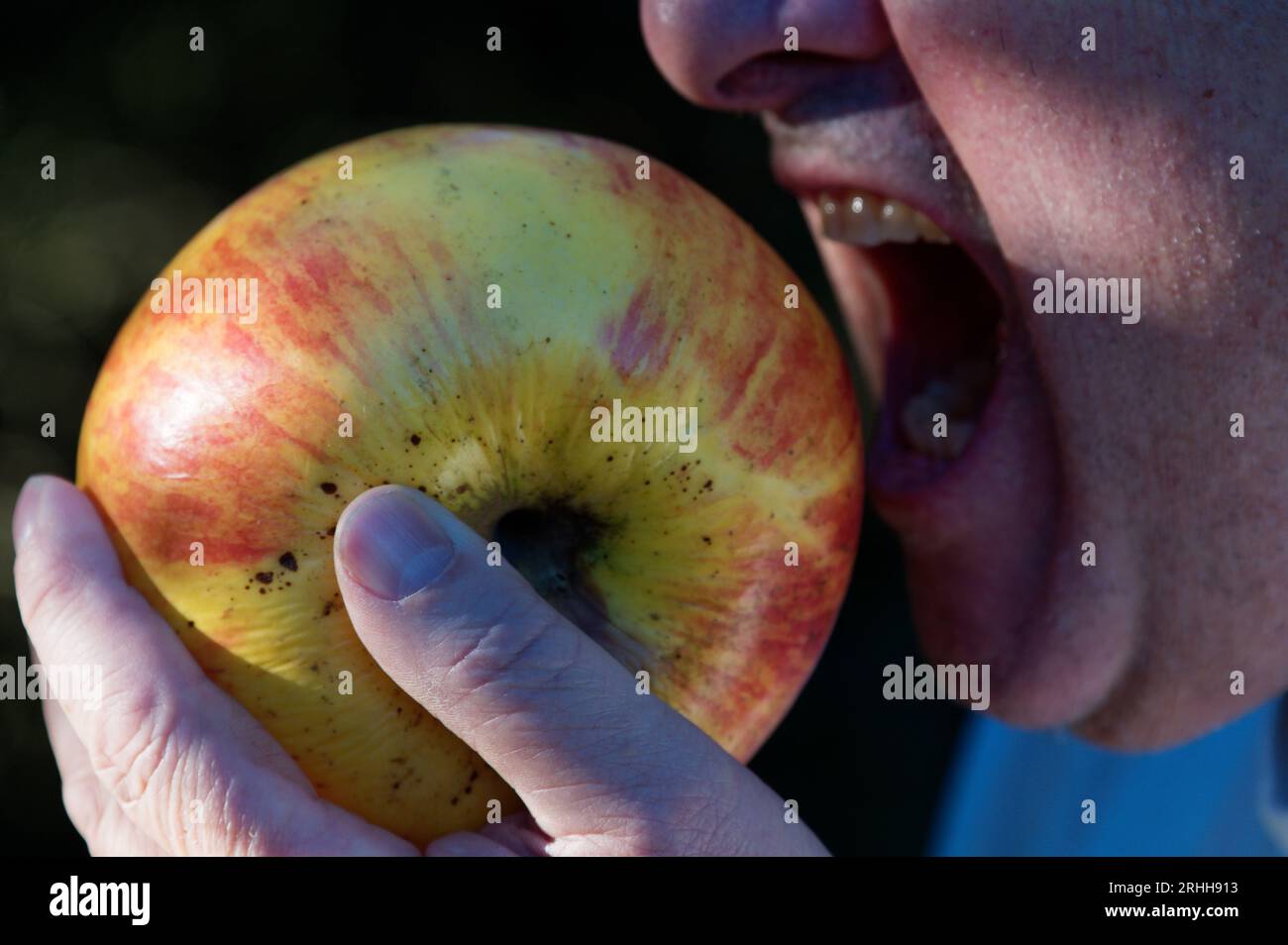 Un uomo sta per mordere una grossa mela che sta tenendo in mano Foto Stock