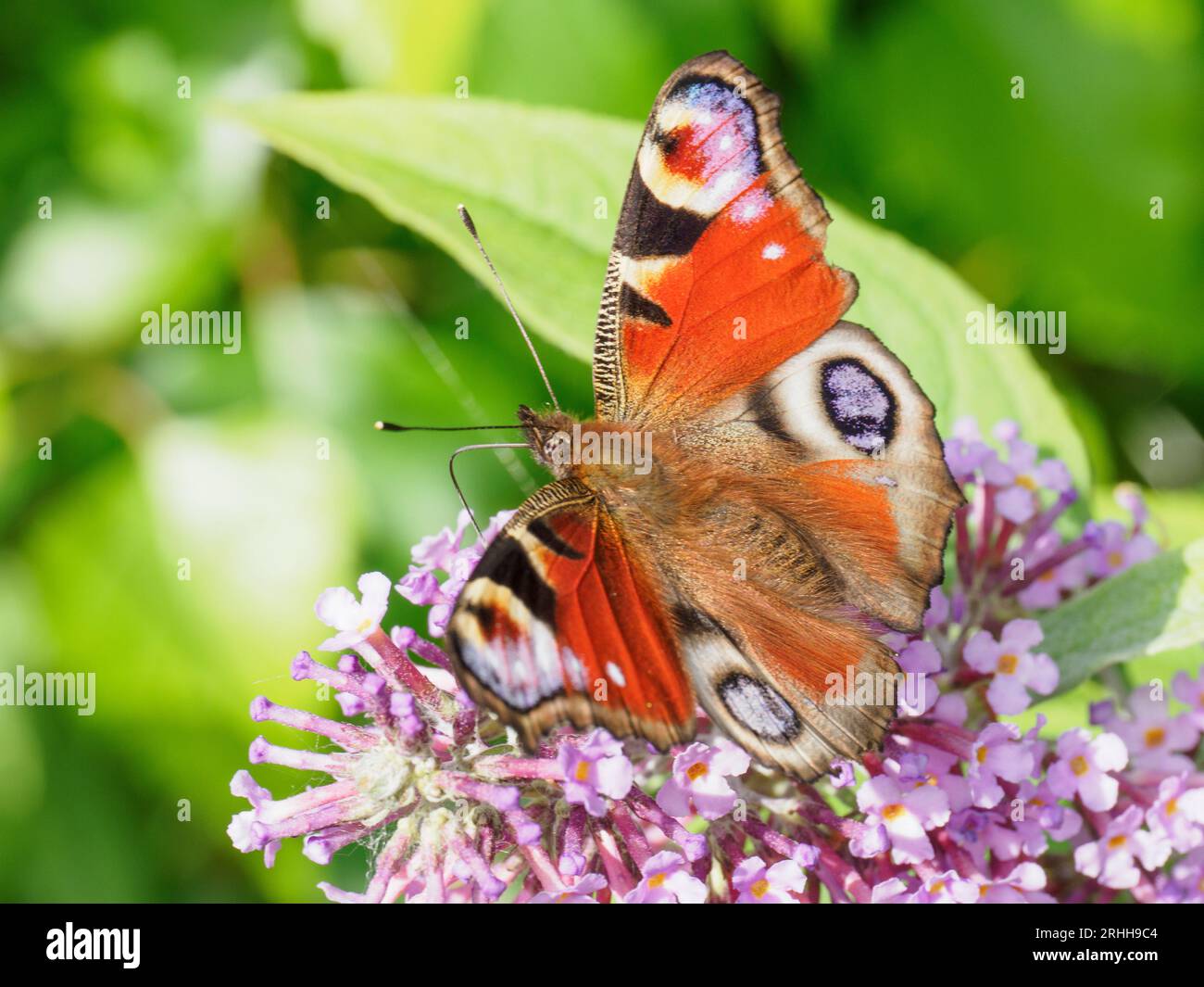 Farfalla Peacock - Aglais io - alimentazione di agromia di canapa (Eupatorium cannabinum) Foto Stock