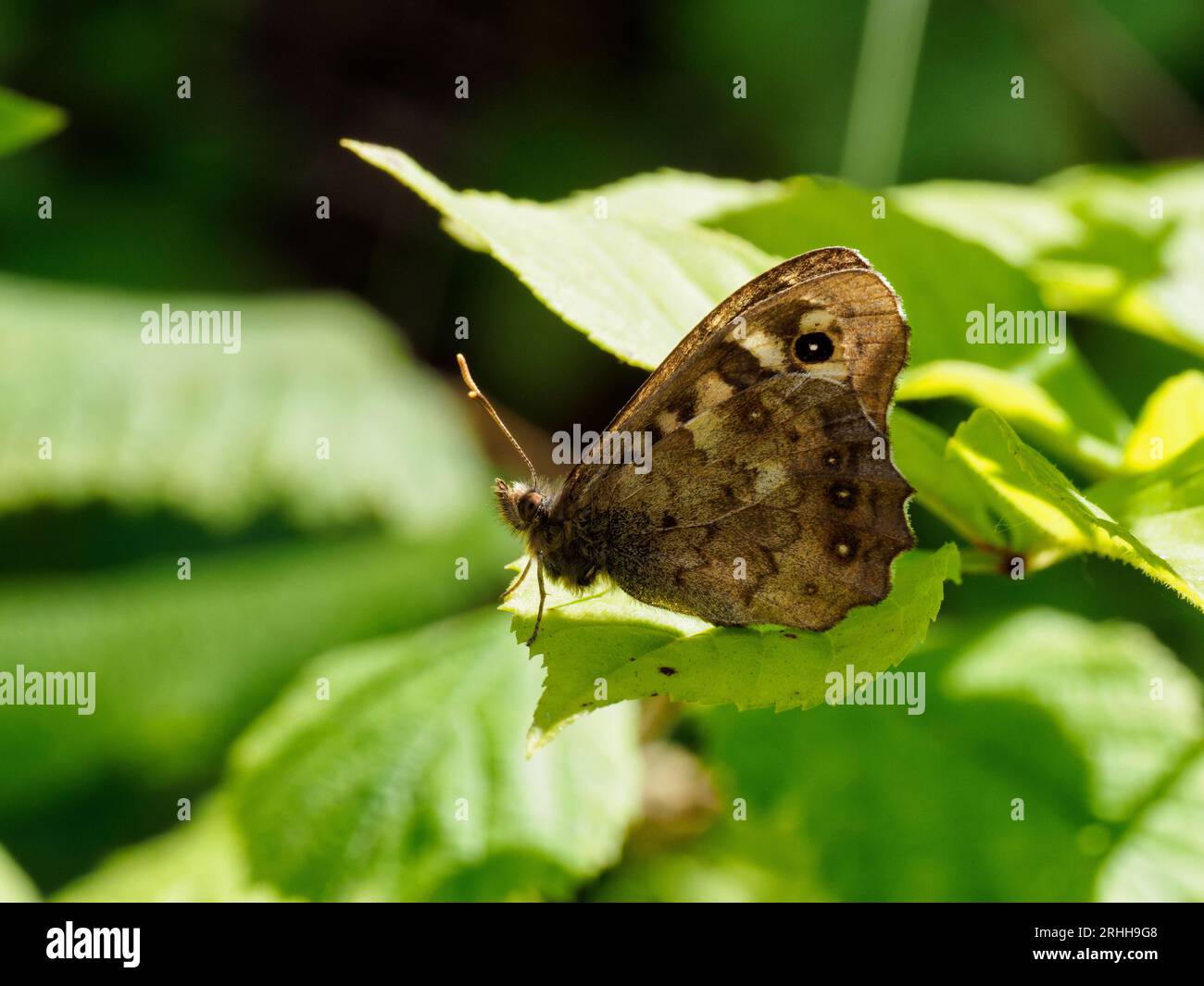 Farfalla in legno macchiato - Pararge aegeria - su uno sfondo di verde fogliame Foto Stock
