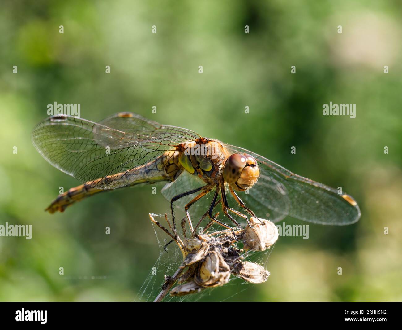 Darter comune - Sympetrum striolatum Foto Stock