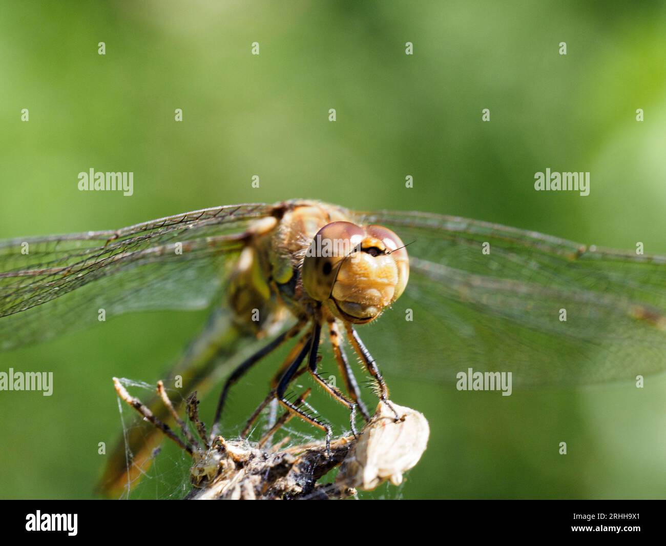 darter comune - Sympetrum striolatum - sfondo pulito con spazio per la copia Foto Stock