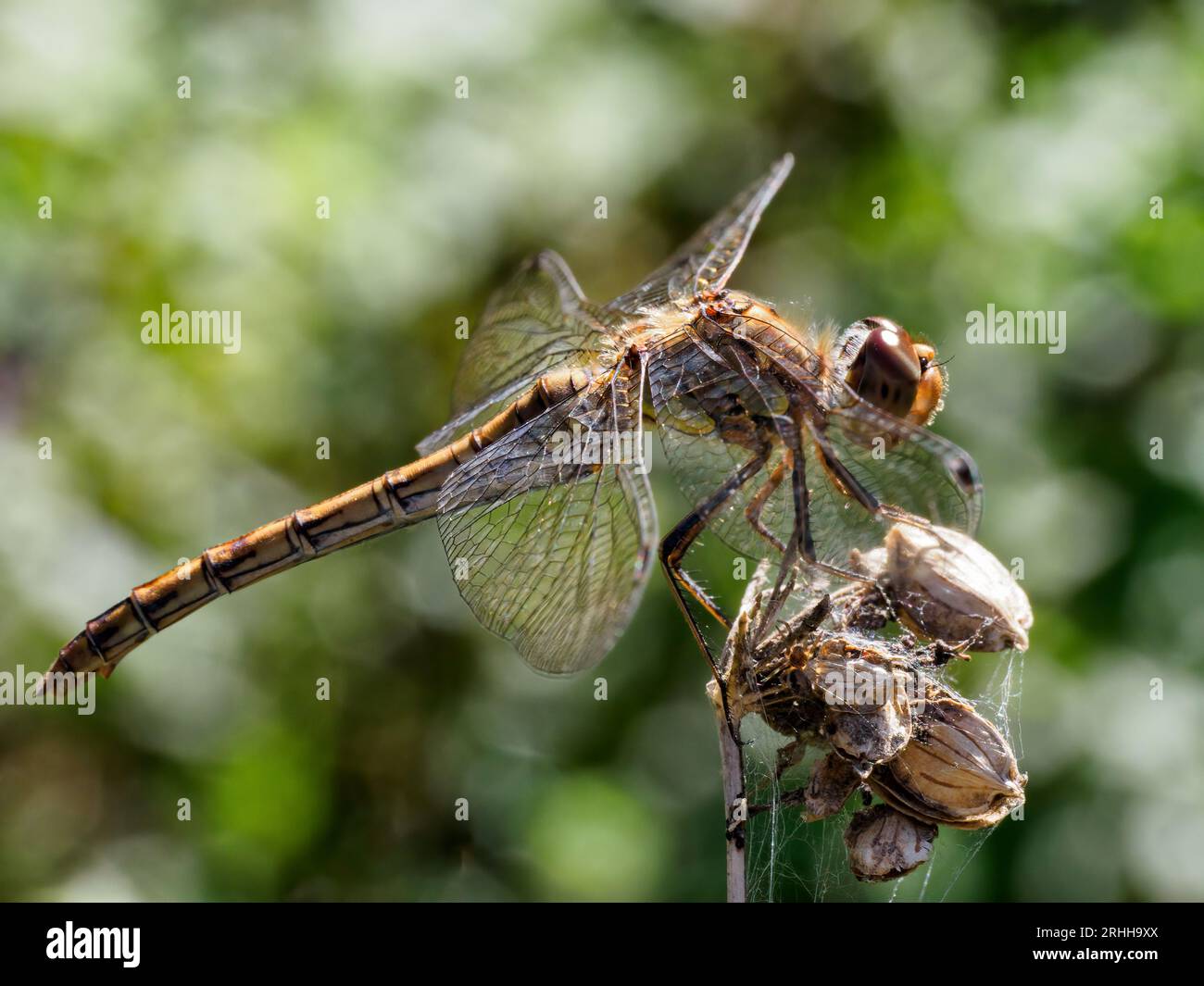 Darter comune - Sympetrum striolatum Foto Stock