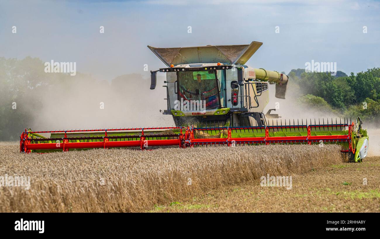 Una mietitrebbiatrice Claas che lavora per la raccolta del mais in un giorno estivo nel Regno Unito Foto Stock