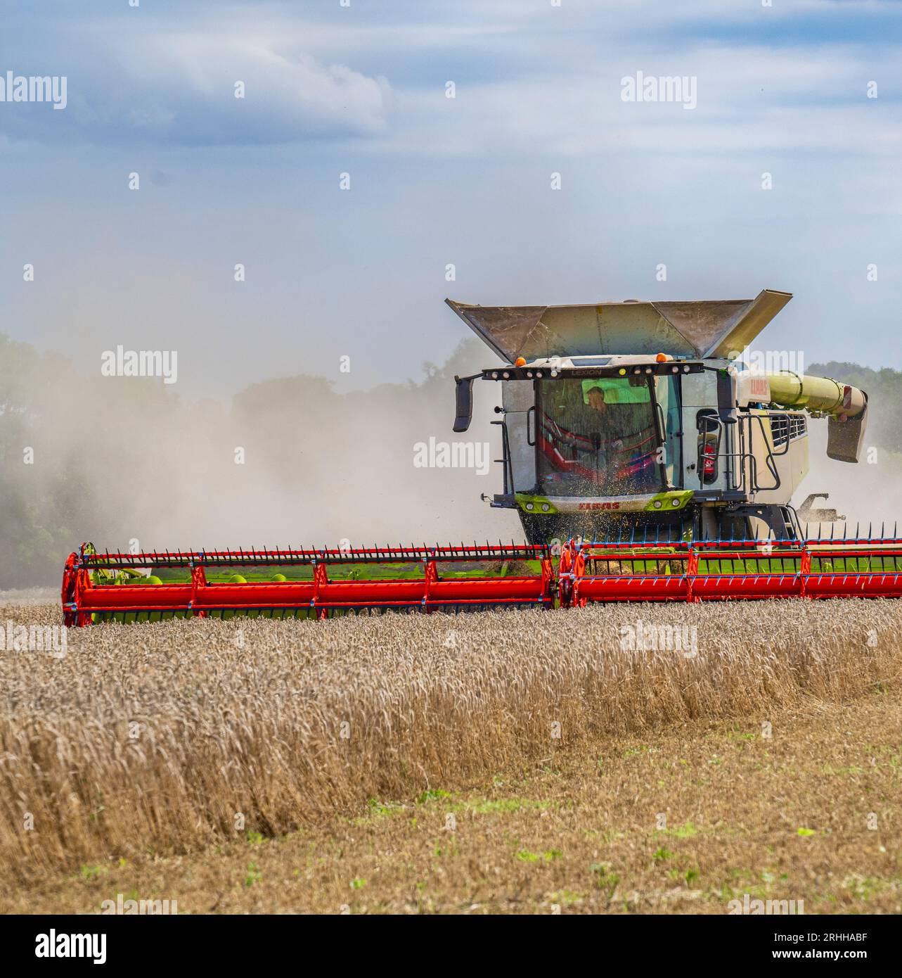 Una mietitrebbiatrice Claas che lavora per la raccolta del mais in un giorno estivo nel Regno Unito Foto Stock
