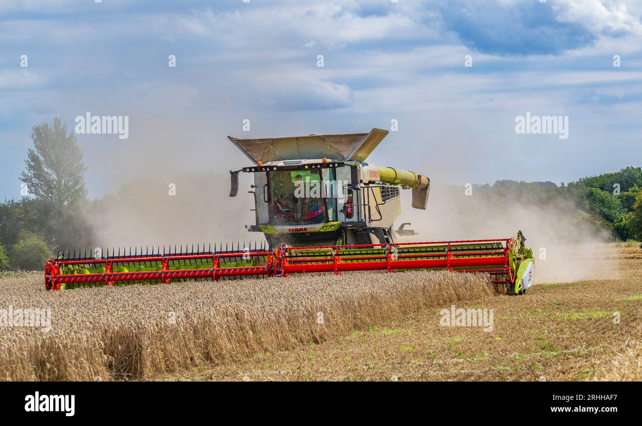Una mietitrebbiatrice Claas che lavora per la raccolta del mais in un giorno estivo nel Regno Unito Foto Stock