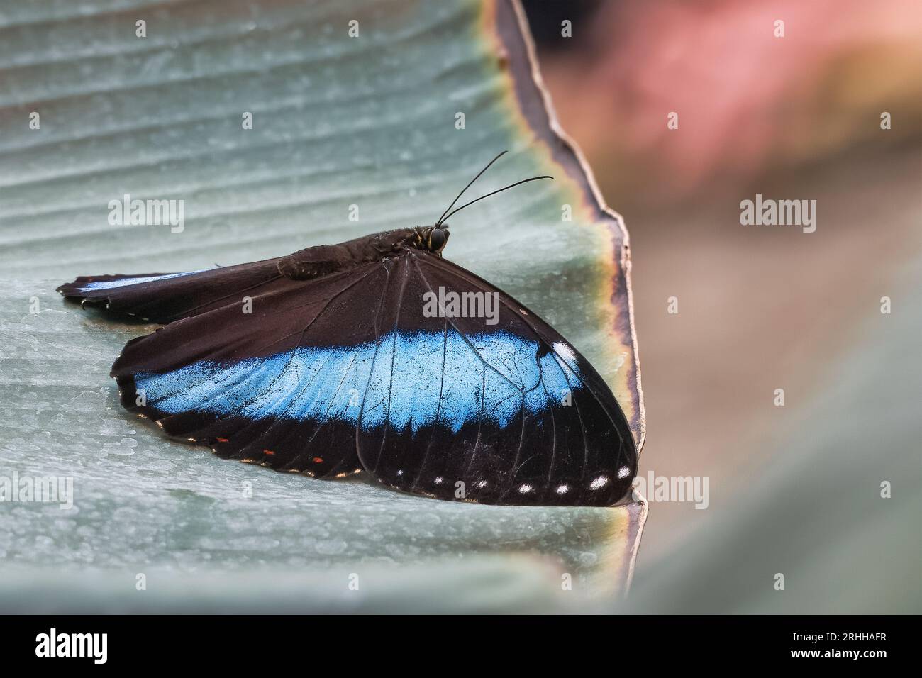 Ein blauer Morphofalter auf einem Blatt Foto Stock