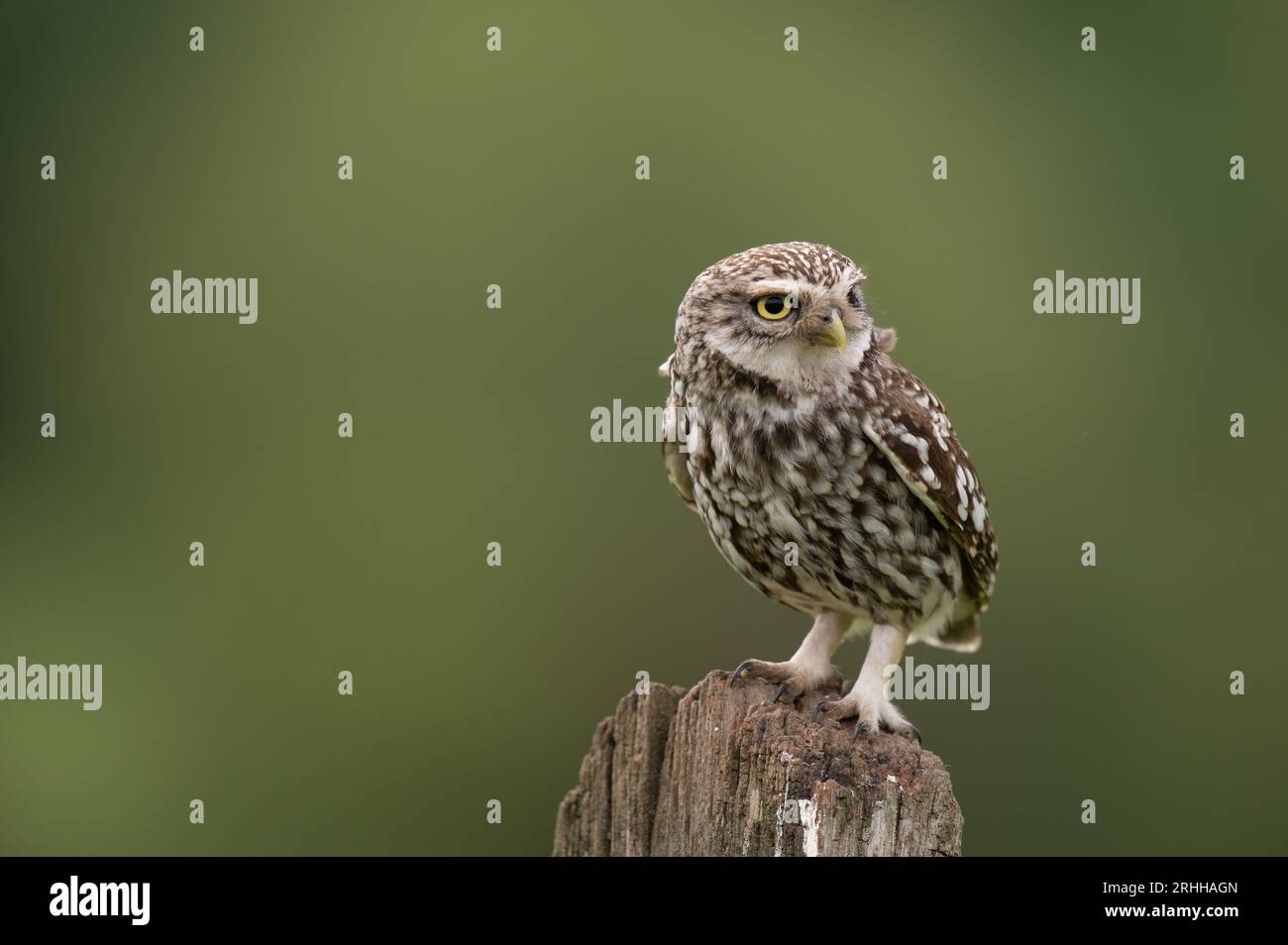 Little Owl Bird of Prey Foto Stock