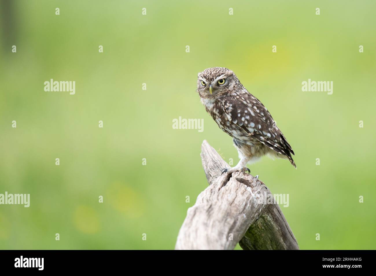 Little Owl Bird of Prey Foto Stock