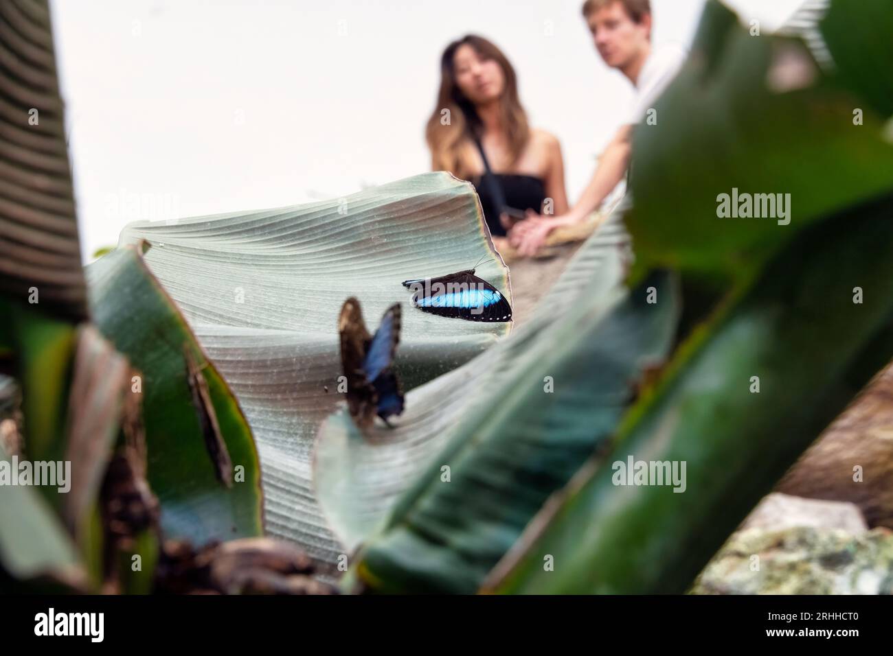 Ein blauer Morphofalter wird von einem Pärchen bewundert Foto Stock