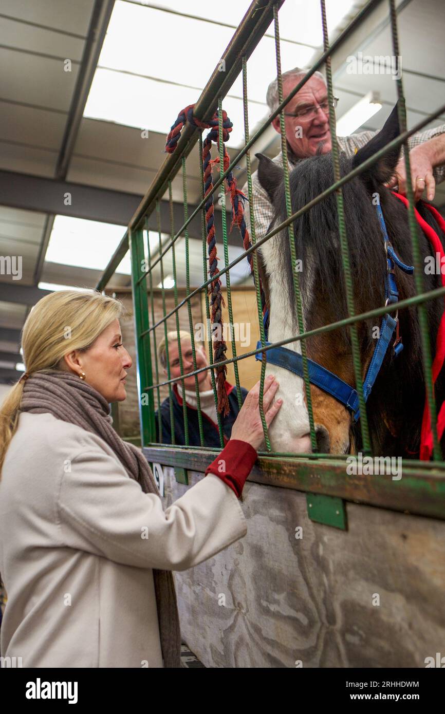 Sophie, duchessa del Wessex, allo Shire Horse Society National Show 2019, nel suo ruolo di presidente della società Foto Stock