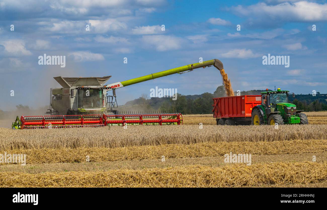 Lincolnshire, Regno Unito - Una mietitrebbiatrice che raccoglie il mais in un giorno d'estate durante il trasferimento al frumento su un trattore e un rimorchio in attesa per la consegna al magazzino di cereali Foto Stock