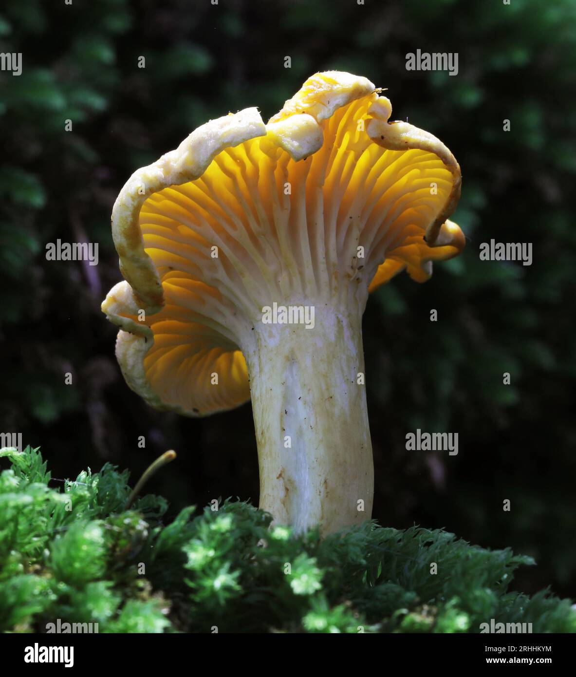 Golden Chanterelle Mushroom Foto Stock