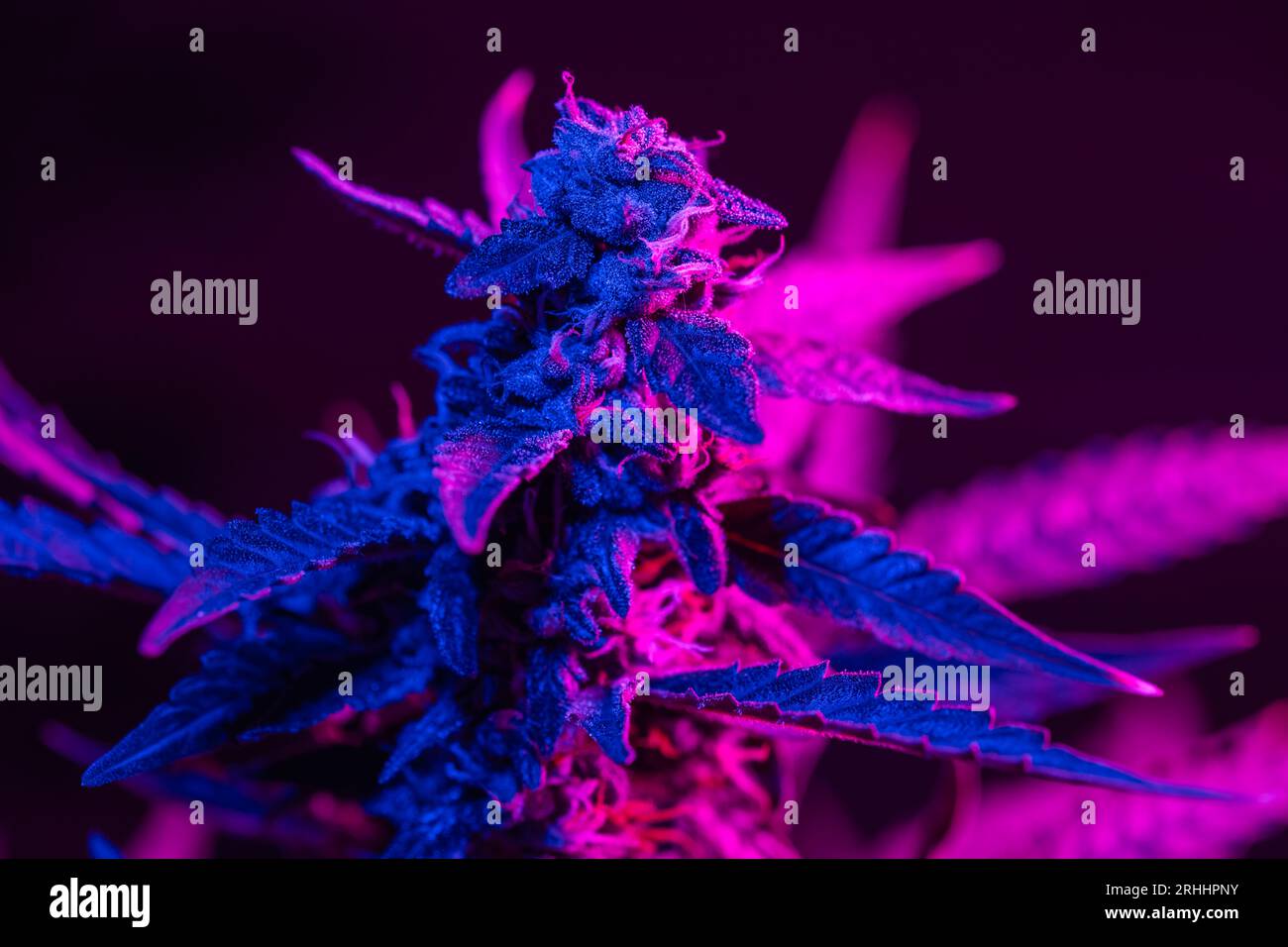 Macro shot di germoglio di cannabis fiorito con una sfumatura rosa viola su sfondo nero. Trichomes e peli di gemma di marijuana fioriscono in luce viola. Concetto di coltivazione di cannabis medica Foto Stock