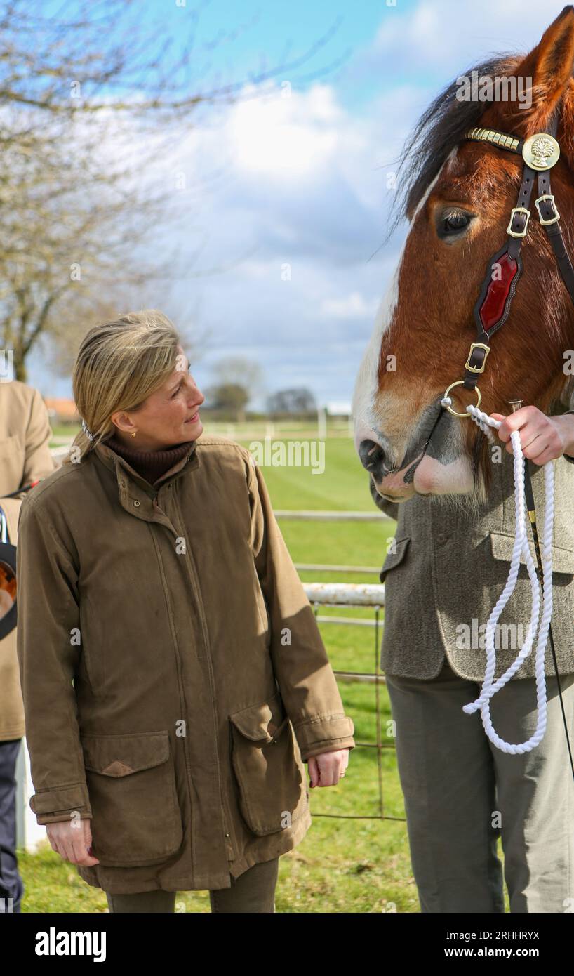 Sophie, duchessa del Wessex, allo Shire Horse Society National Show 2022, nel suo ruolo di presidente della società Foto Stock