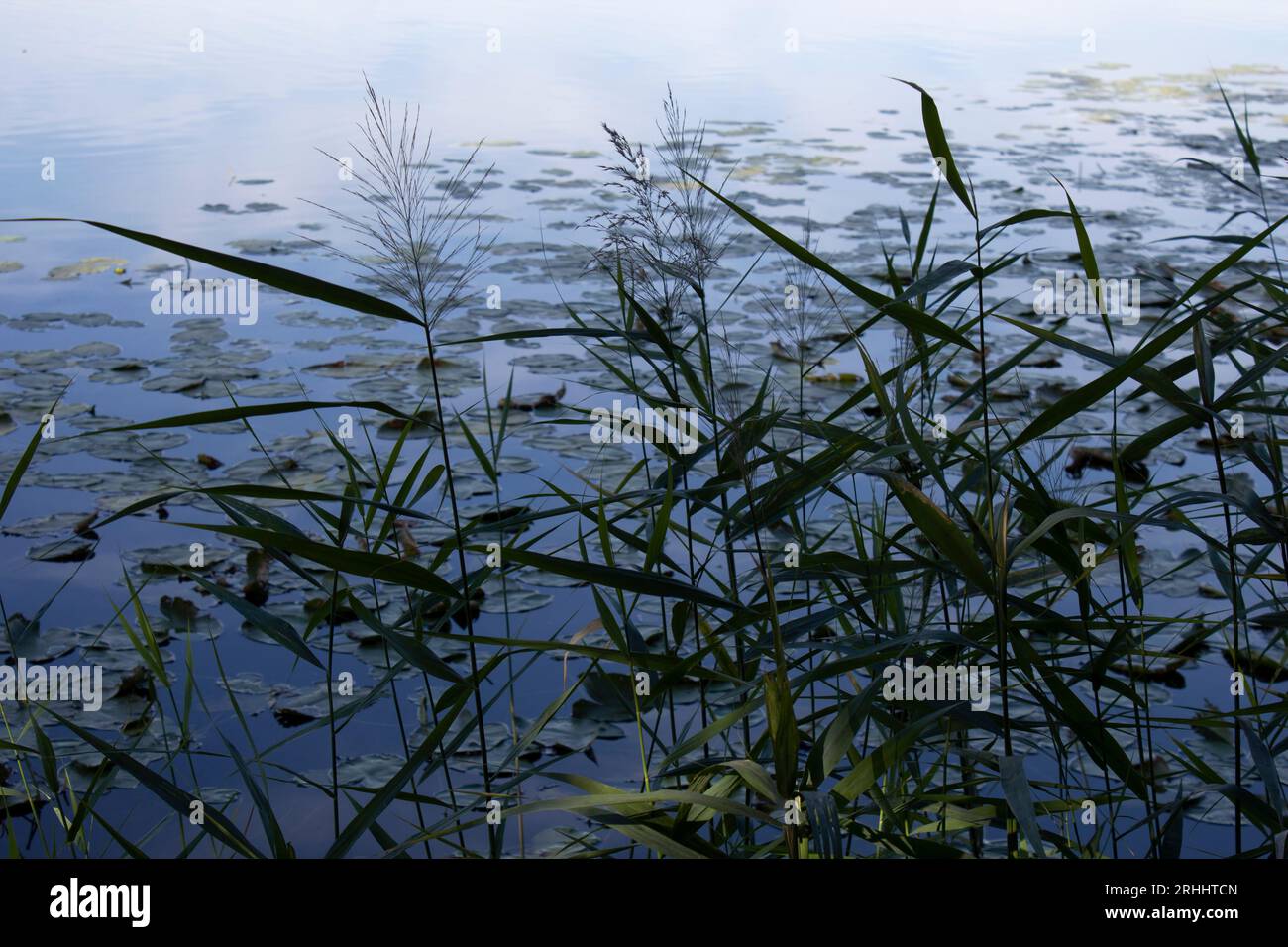 Piante acquatiche Phragmites comuni di canna che crescono vicino alla riva del lago al crepuscolo Foto Stock