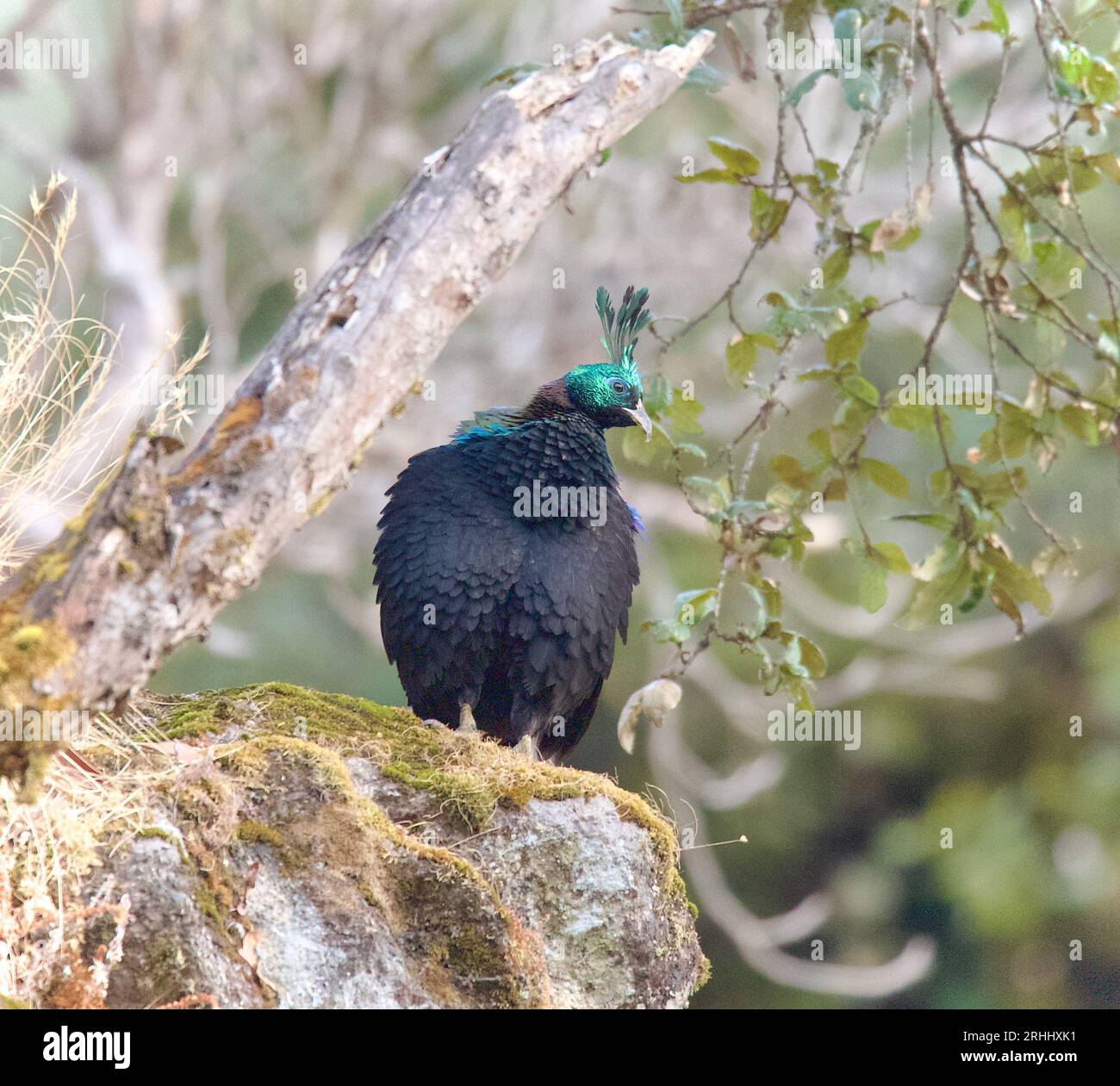 Himalayan Monal da Chopta, uttarakhand Foto Stock