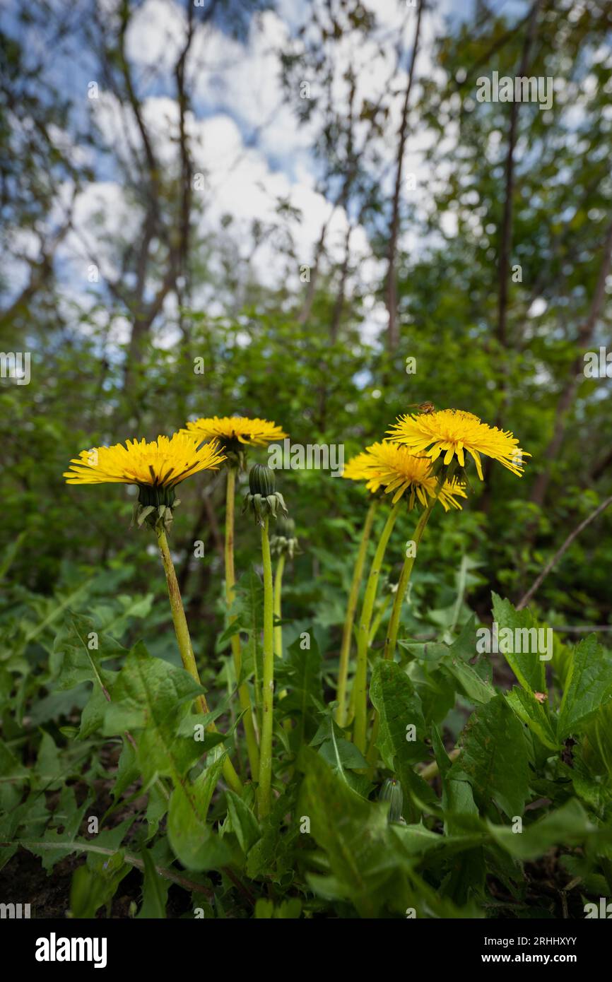 Dandelion (Taraxacum) fiorisce all'abitato di una foresta, pianta fiorita della famiglia delle Asteraceae. Foto Stock