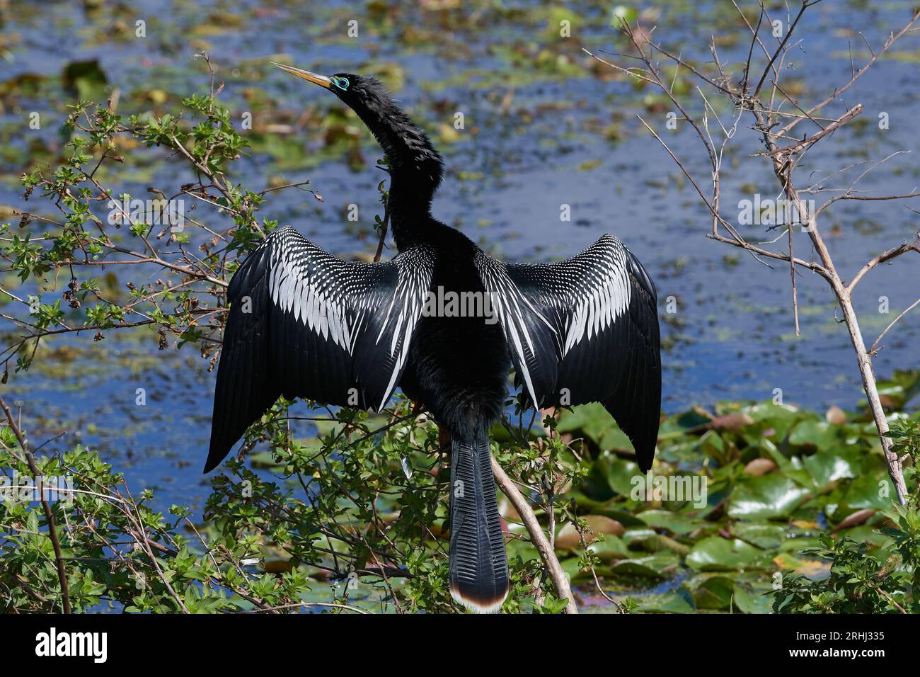 Anhinga anhinga leucogaster, Amerikanischer Schlangenhalsvogel, tacchino d'acqua, serpente Foto Stock