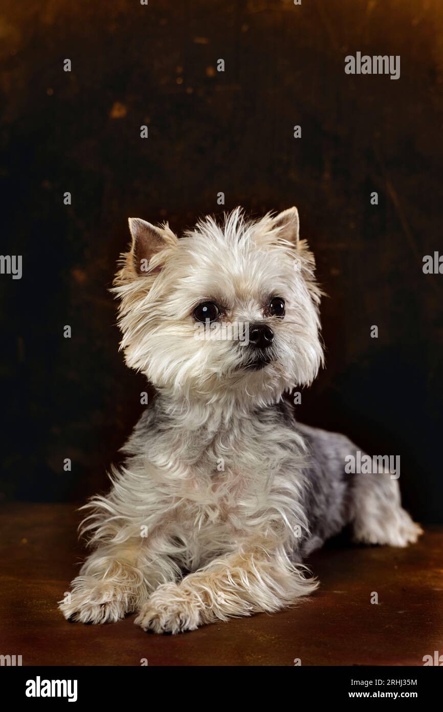 bellissimo allegro e carino yorkie yorskhire terrier salva il cucciolo con pelliccia morbida e un'espressione felice Foto Stock