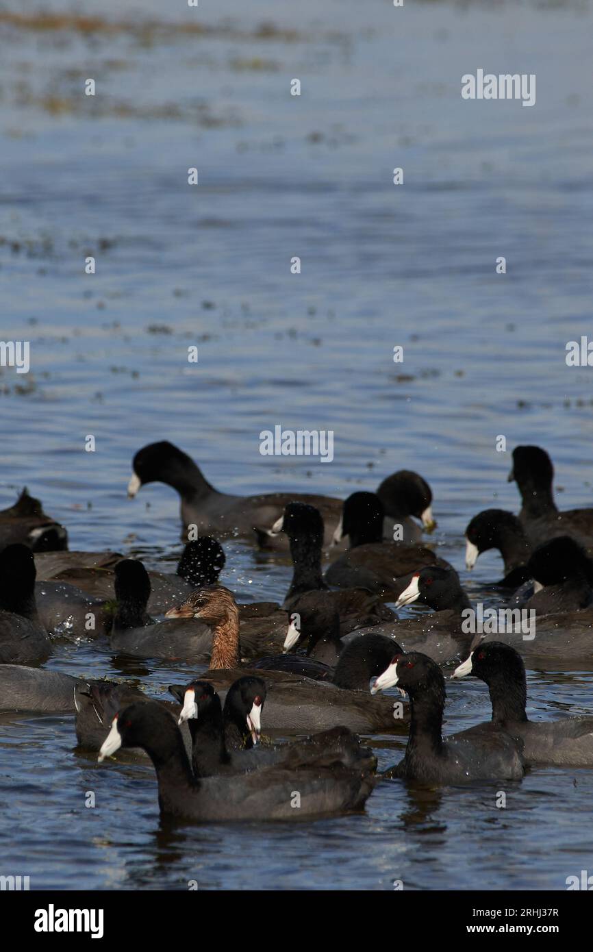 Podilymbus podiceps podiceps, Bindentaucher, grebe al pied Foto Stock
