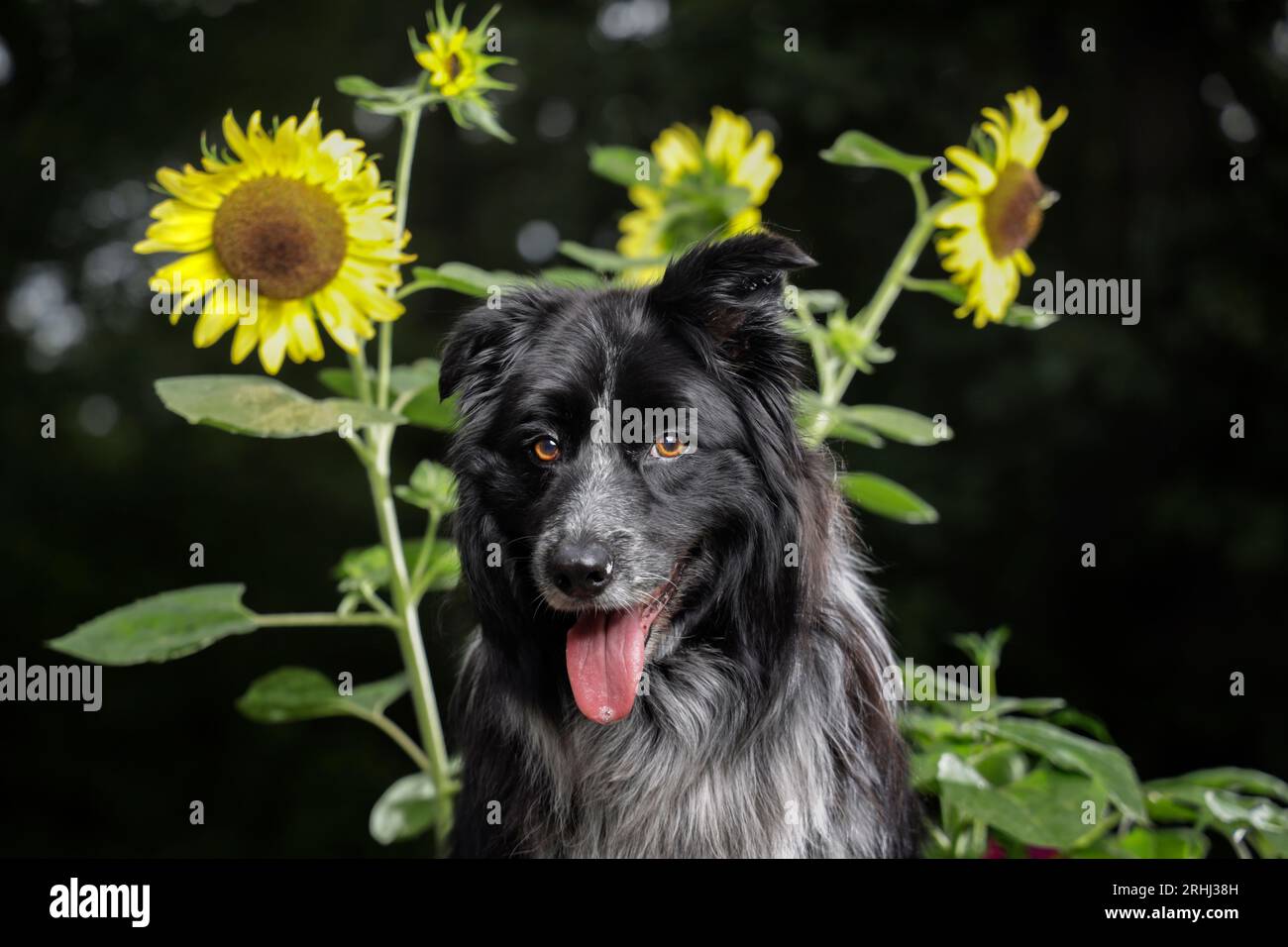 un cane simpatico e soffice sorridente davanti ai girasoli gialli Foto Stock