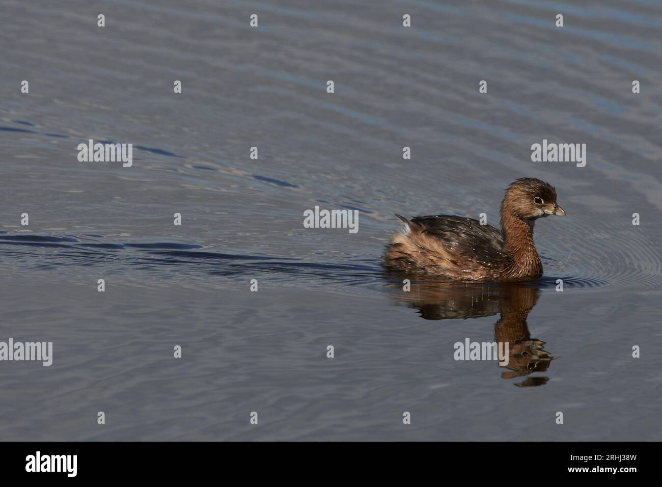 Podilymbus podiceps podiceps, Bindentaucher, grebe al pied Foto Stock