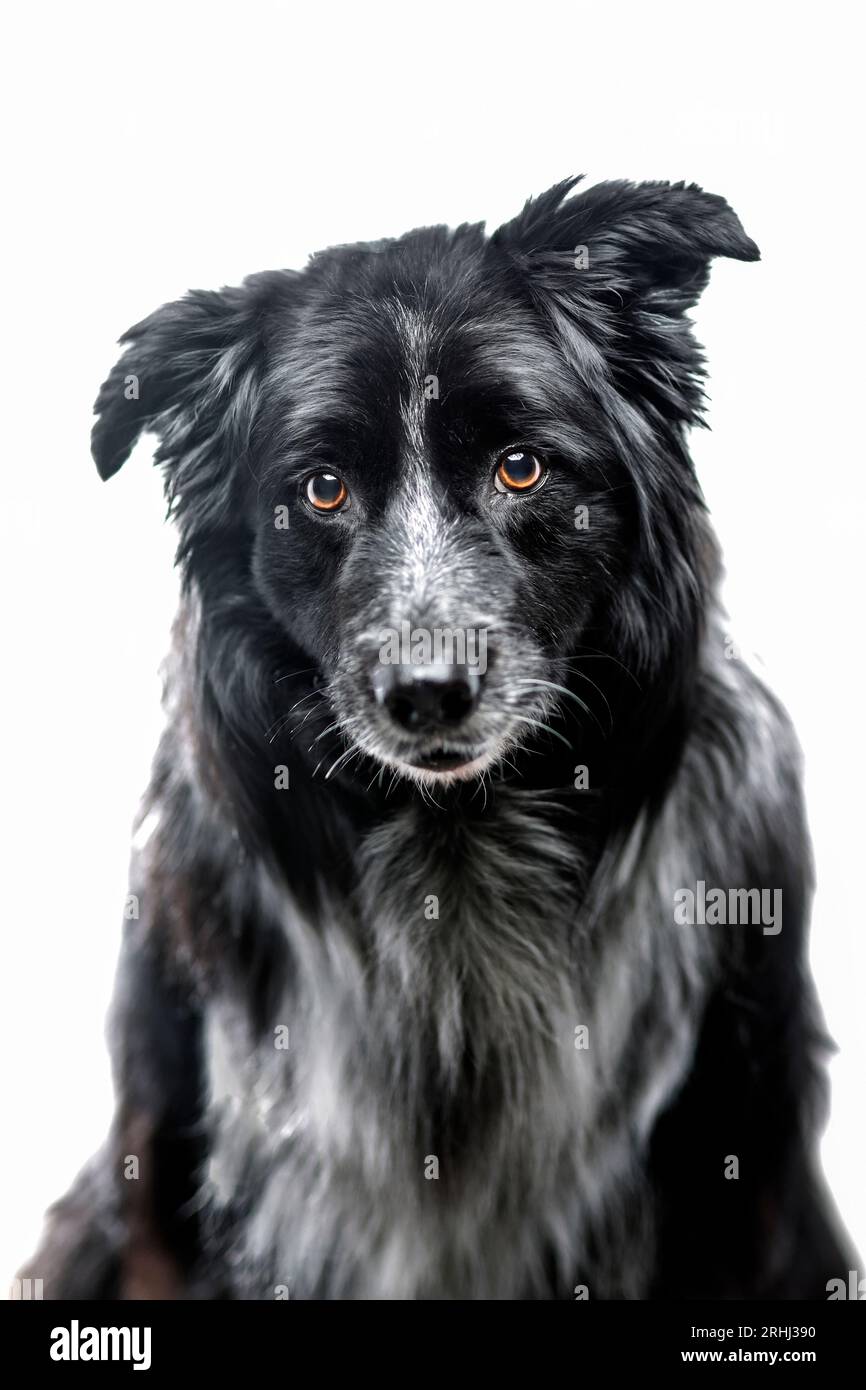 bellissimo cane collie con bordo morbido con pelliccia morbida e una splendida illuminazione scenografica su sfondo bianco Foto Stock