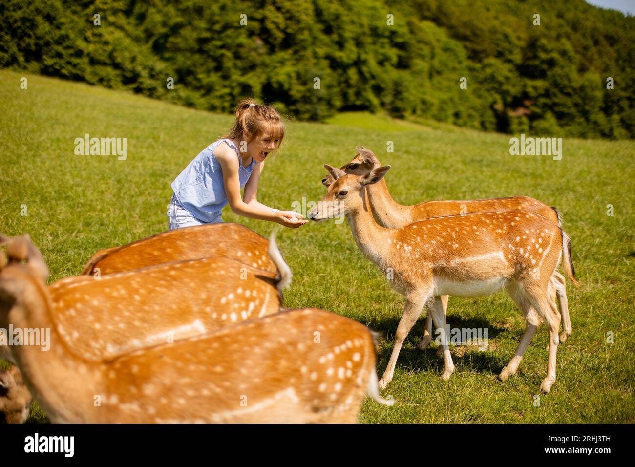 Graziosa bambina tra le mandrie di renne nella giornata di sole Foto Stock