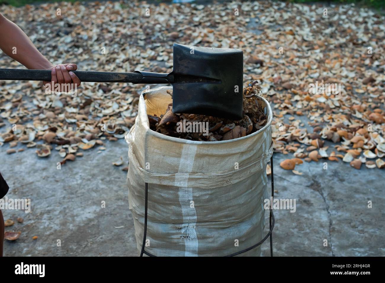 Per estrarre l'olio di cocco si usa la copra essiccata proveniente da noci di cocco selezionate Foto Stock