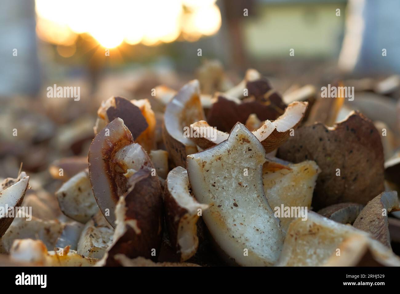 Per estrarre l'olio di cocco si usa la copra essiccata proveniente da noci di cocco selezionate Foto Stock