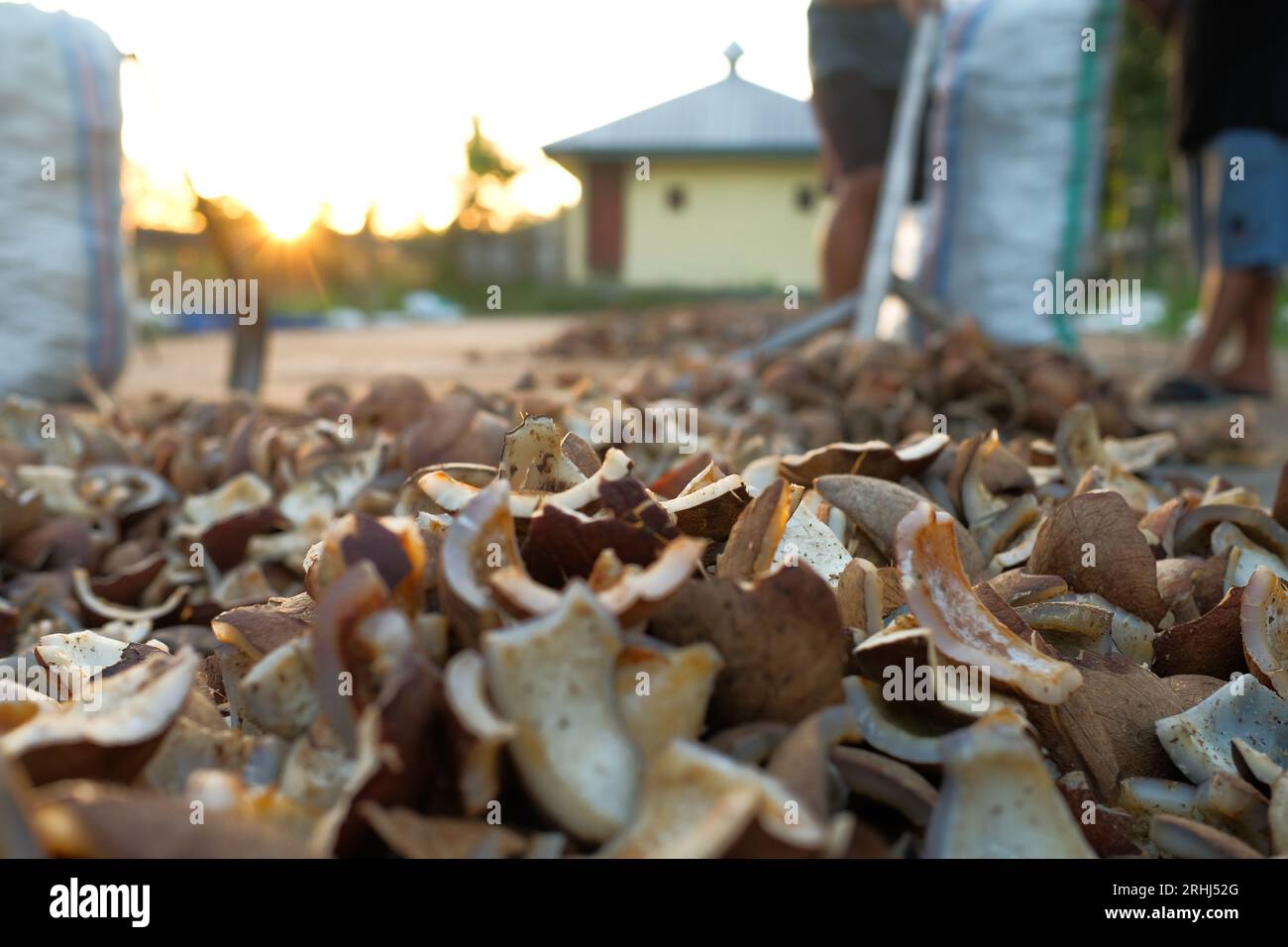 Per estrarre l'olio di cocco si usa la copra essiccata proveniente da noci di cocco selezionate Foto Stock