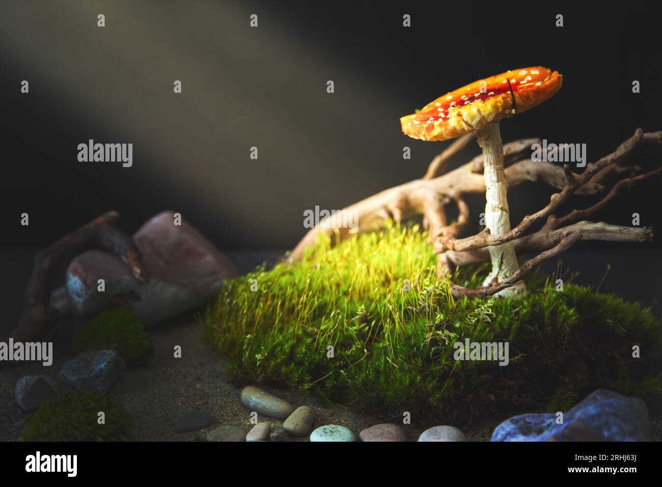 Volare agarico illuminato da un raggio solare. Sfondo naturale, spazio di copia, spazio per il testo. Foto Stock