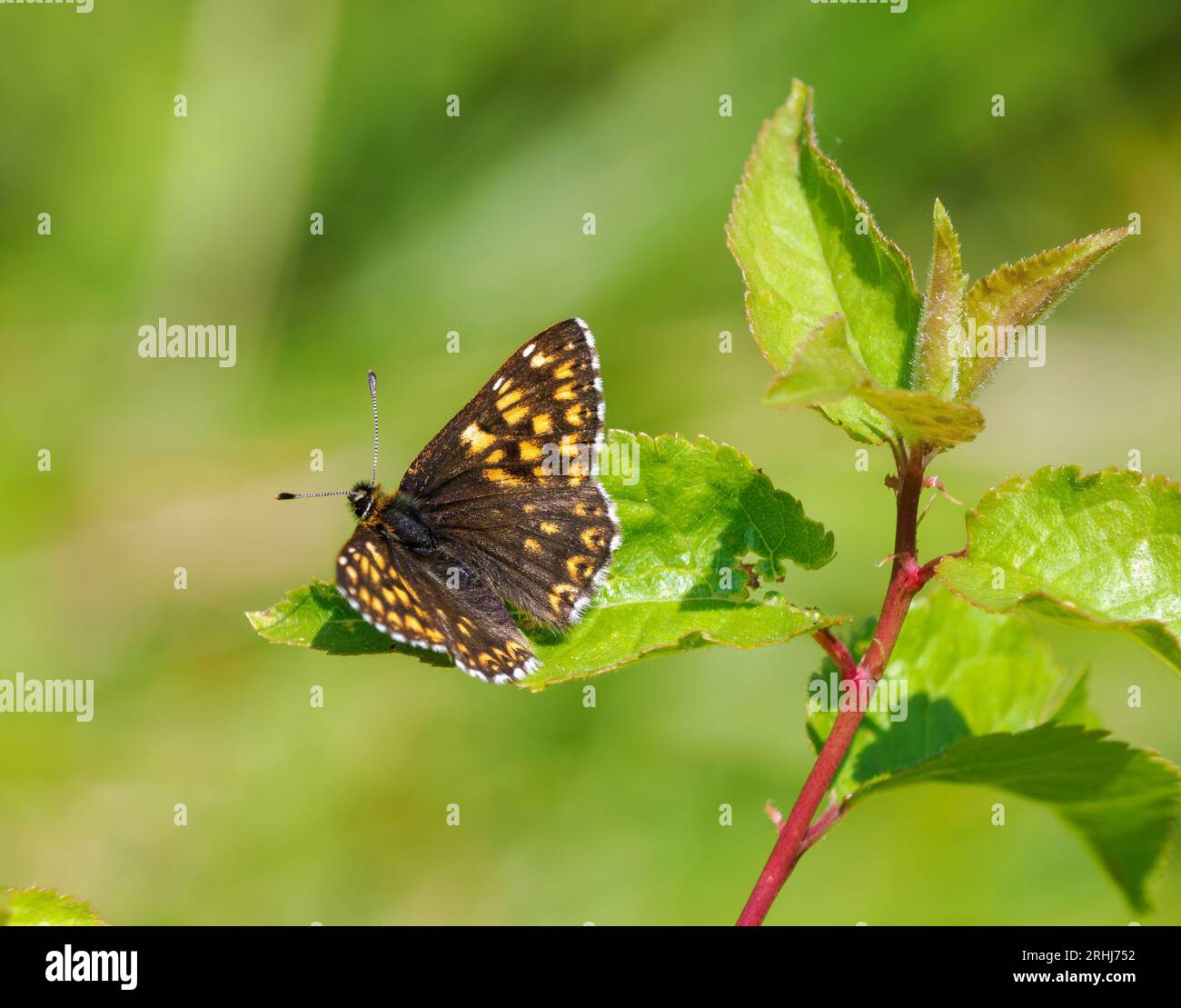 Maschio Duca di Borgogna farfalla Hamearis lucina a Rodborough Common vicino Stroud nelle colline Cotswold UK Foto Stock