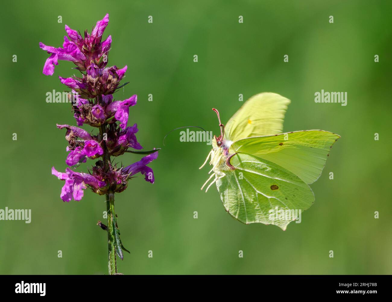 Brimstone Gonepterix rhamni che vola intorno a una punta di fiori di Betony con proboscis esteso - Alners Gorse Dorset UK Foto Stock