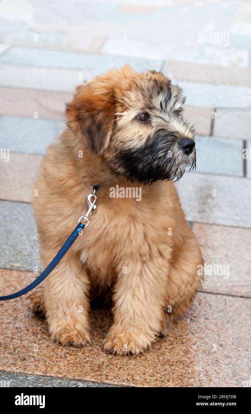 Cucciolo Wheton Terrier con rivestimento morbido Foto Stock