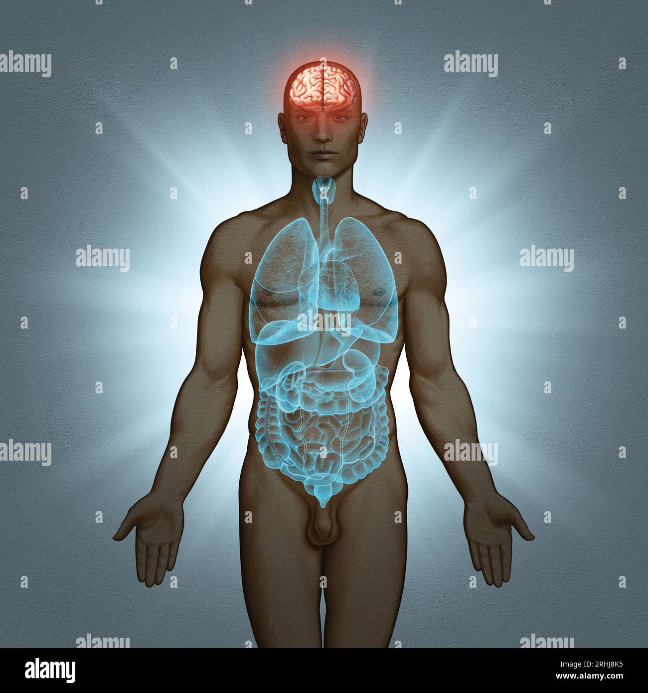 Serie illustrativa: Corpo con organi umani. Immagine 2 di 10 Foto Stock