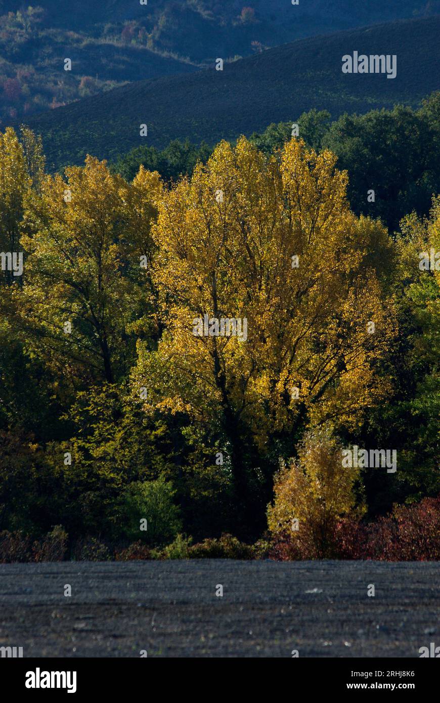 alberi in autunno Foto Stock
