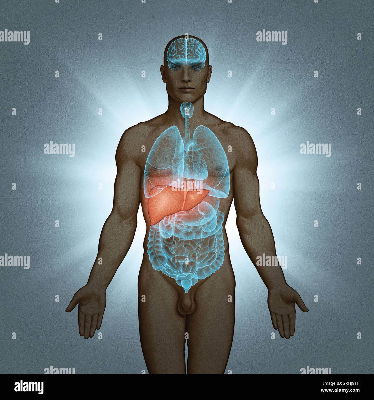 Serie illustrativa: Corpo con organi umani. Immagine 6 di 10 Foto Stock